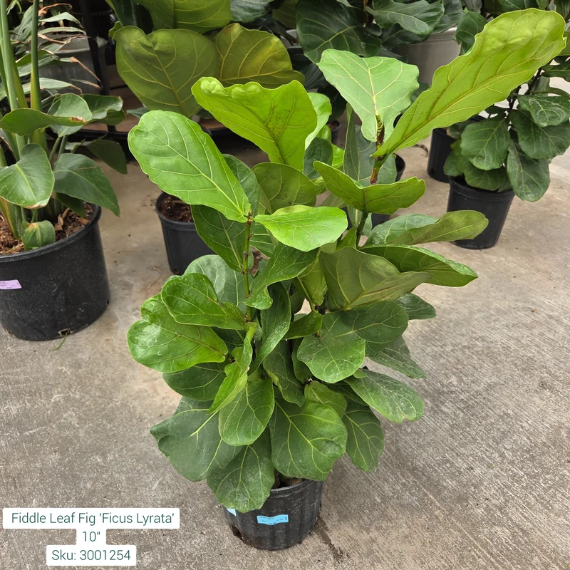 alsipnursery23472943