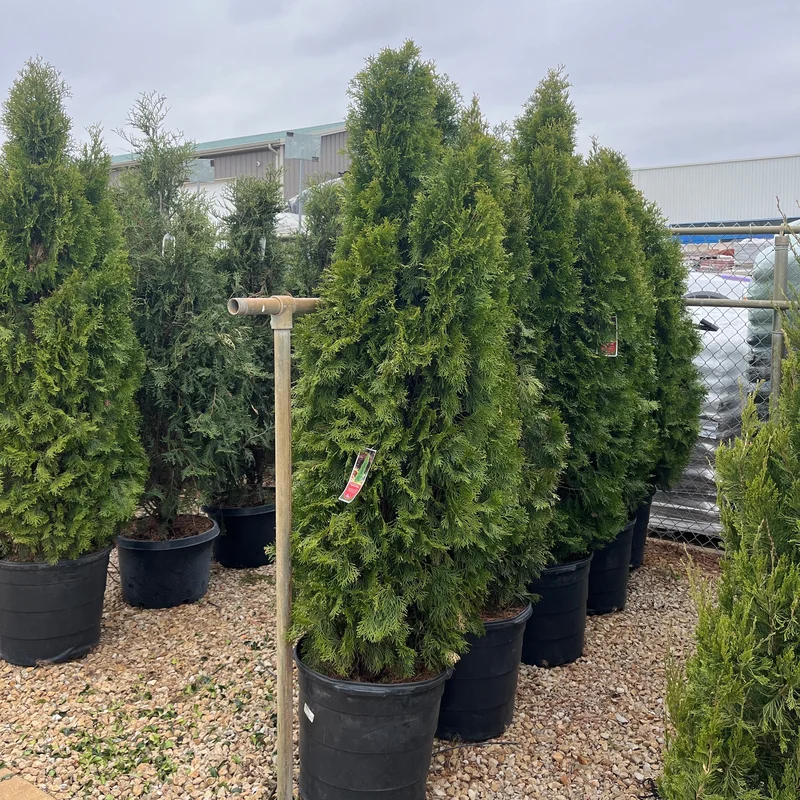 alsipnursery23472977