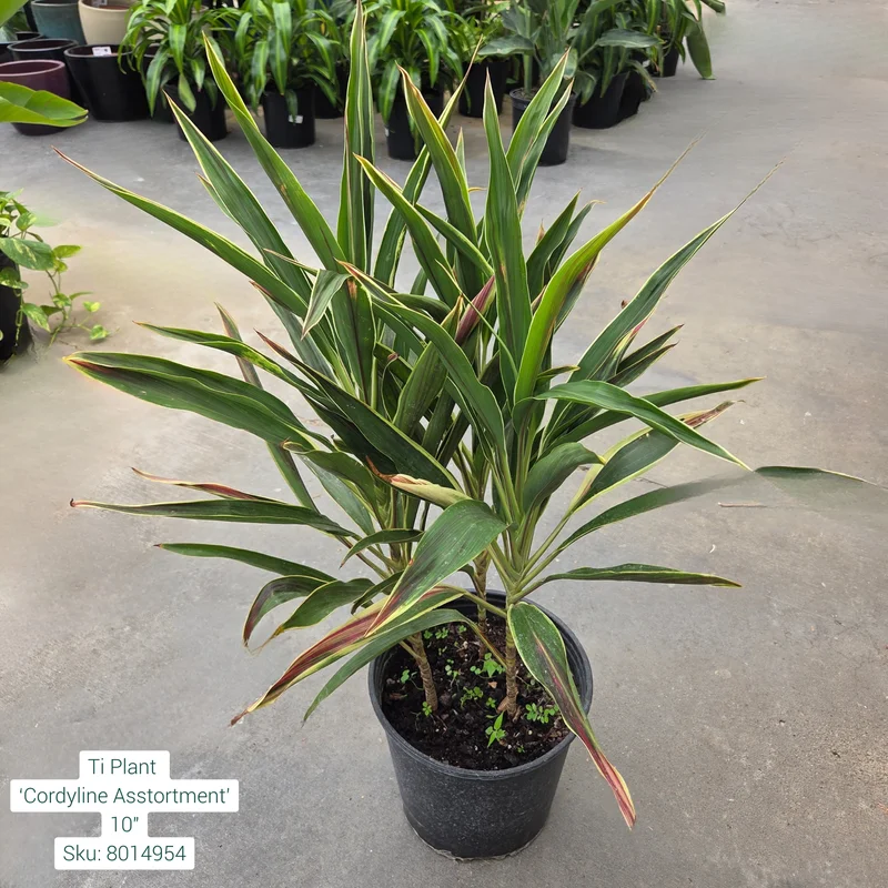 alsipnursery23473004