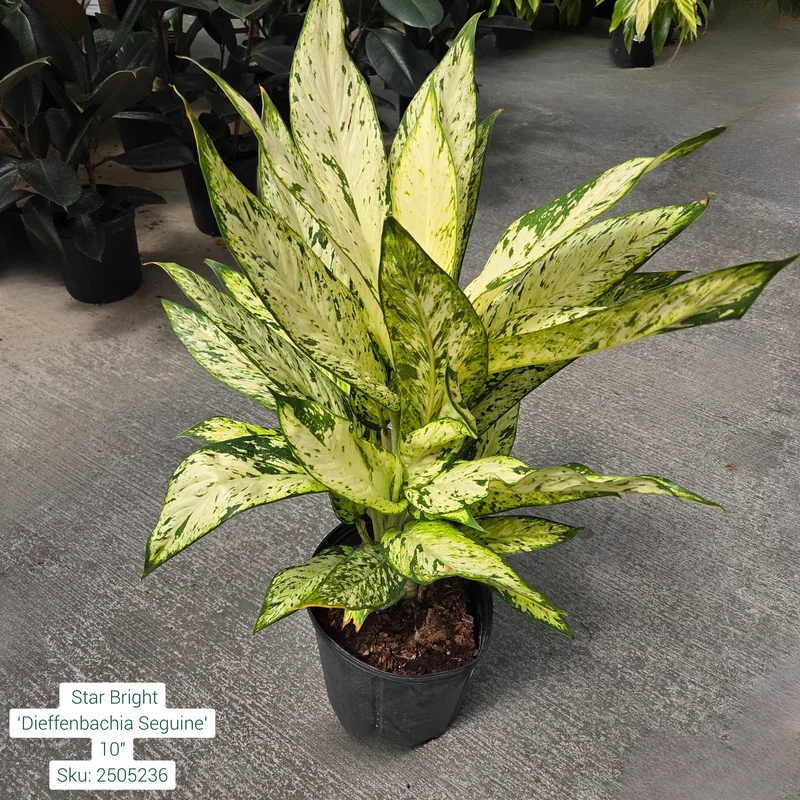 alsipnursery23473015