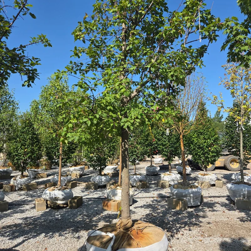 alsipnursery23473100