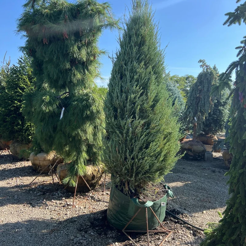 alsipnursery23473142