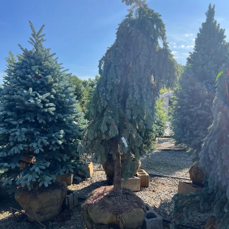 alsipnursery23473154