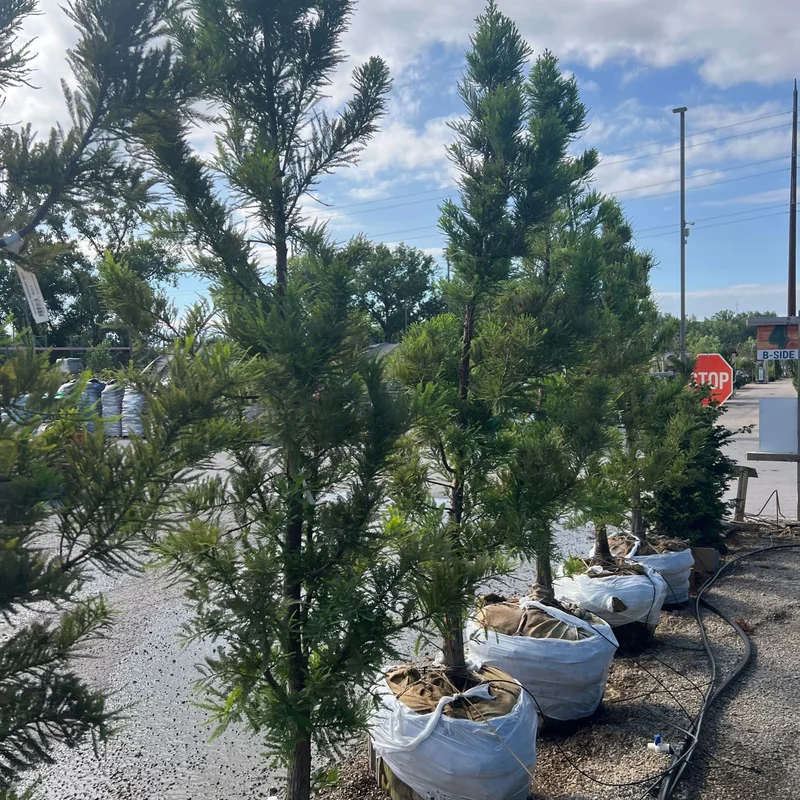 alsipnursery23473169