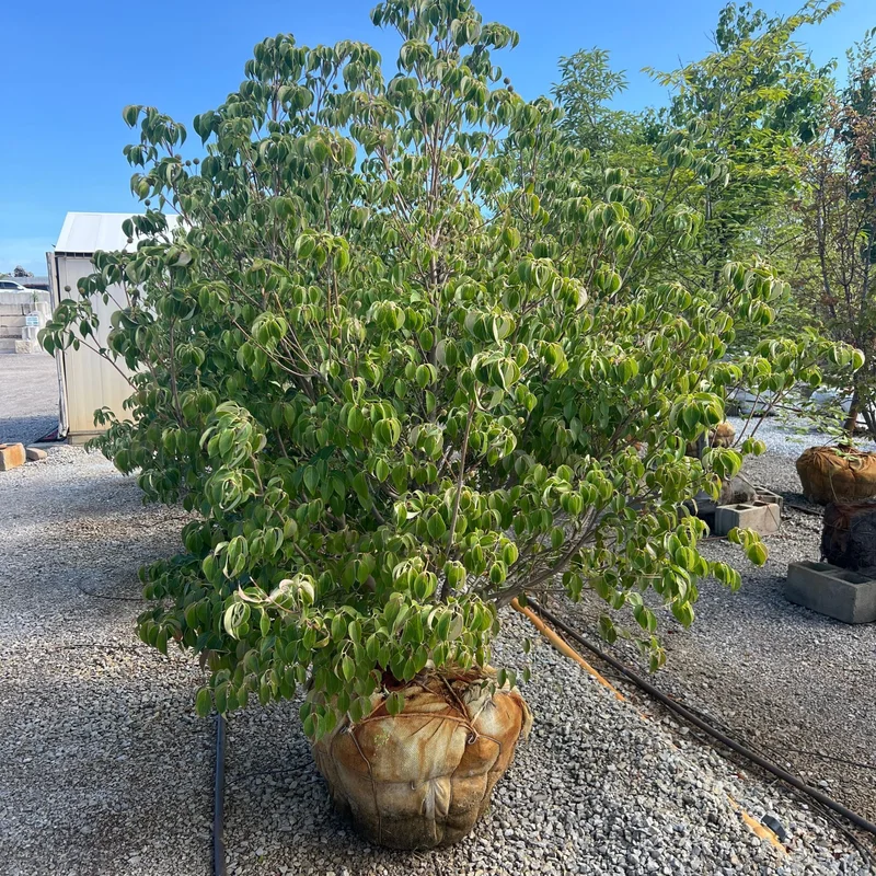 alsipnursery23473181