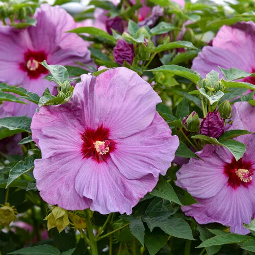 alsipnursery23473258