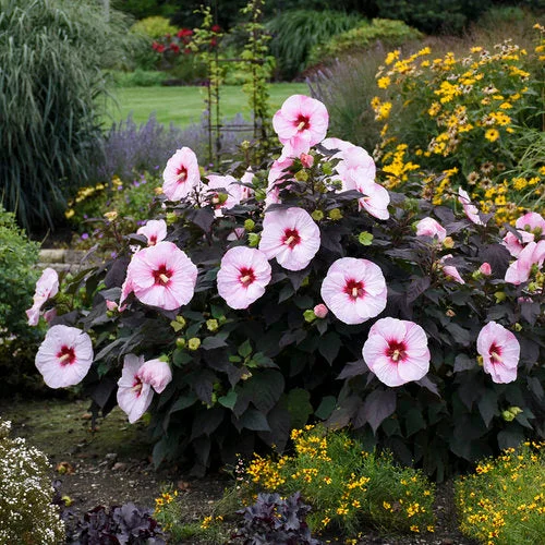 alsipnursery23473266