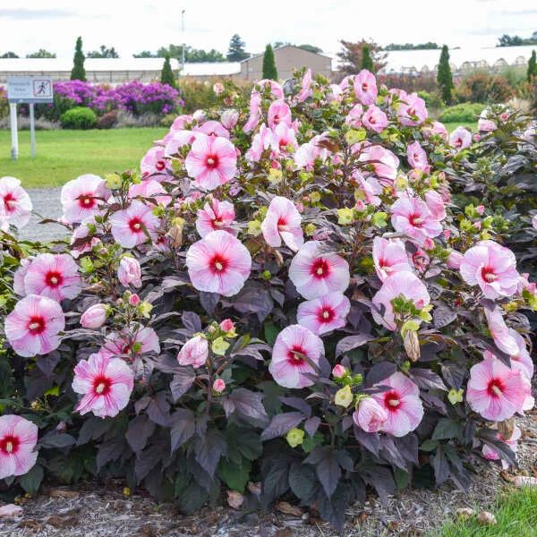 alsipnursery23473273