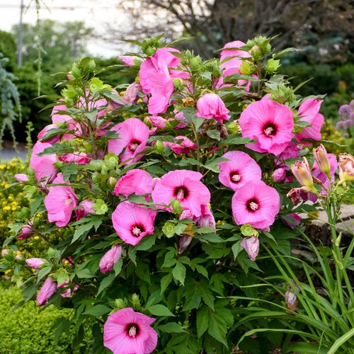 alsipnursery23473281