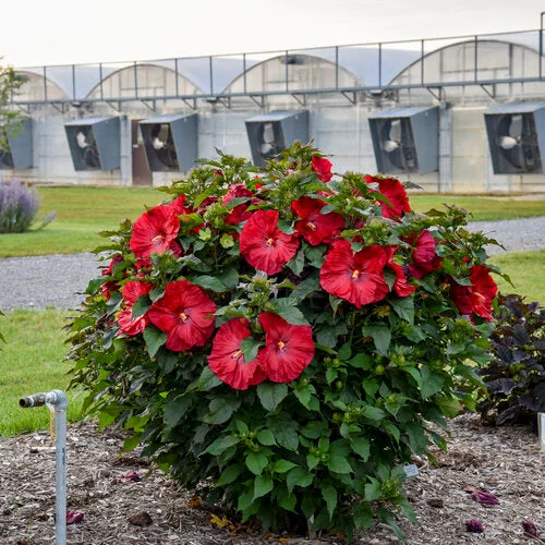 alsipnursery23473297