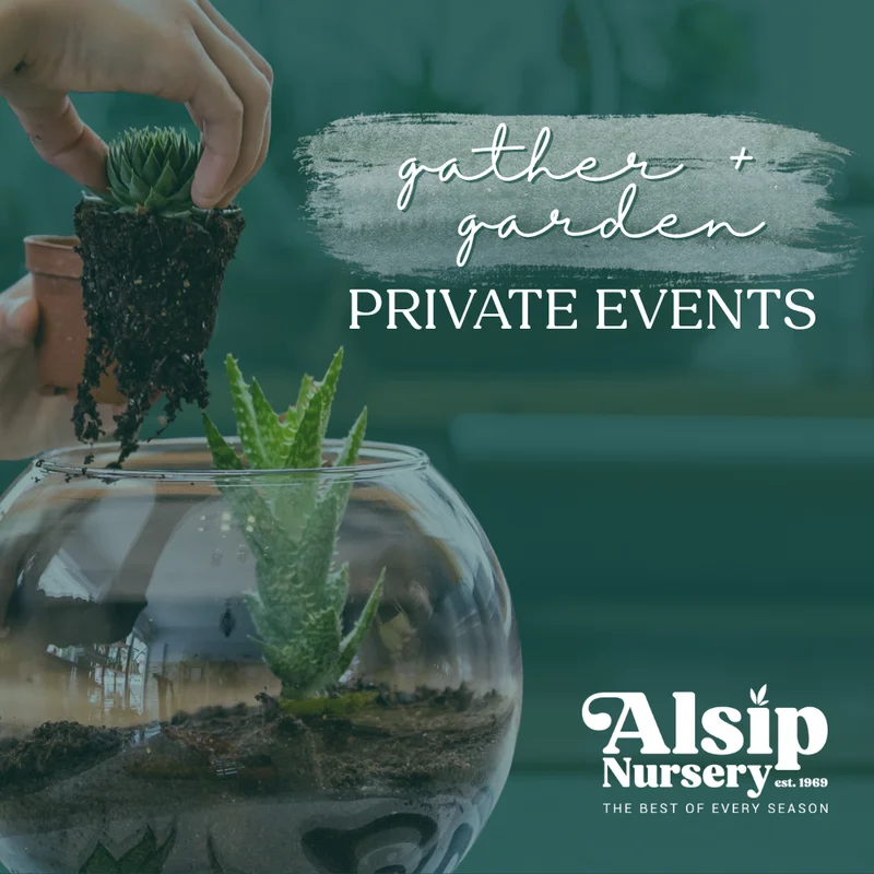 alsipnursery23473486