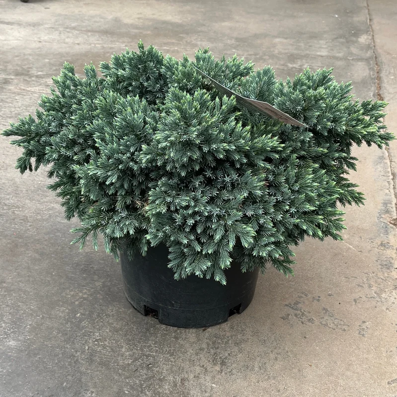 alsipnursery23473667
