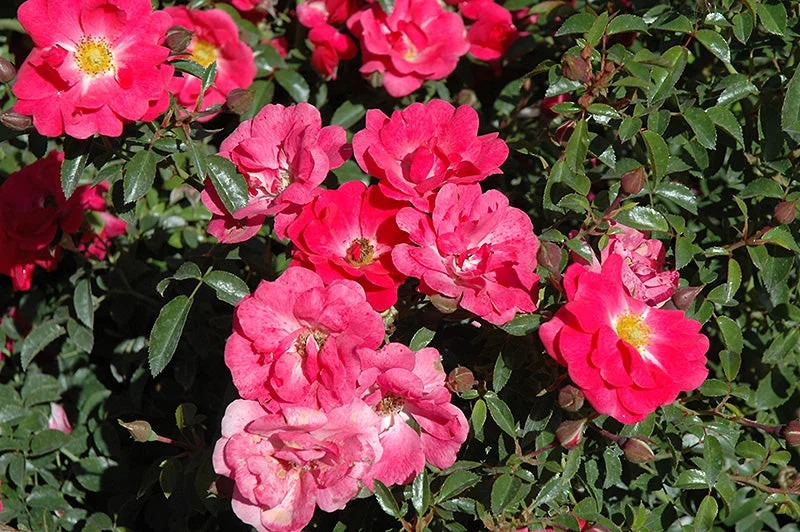 alsipnursery23473675