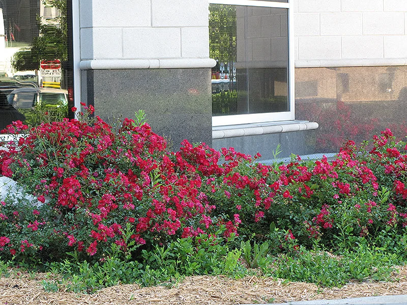 alsipnursery23473682