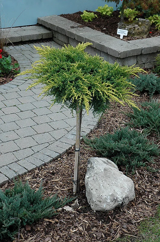 alsipnursery23473718