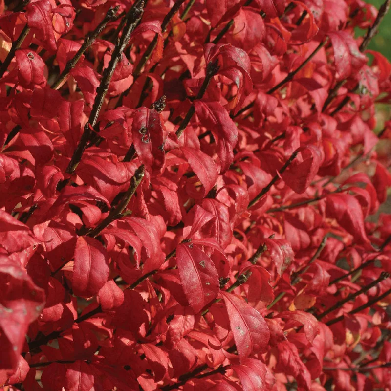 alsipnursery23473725