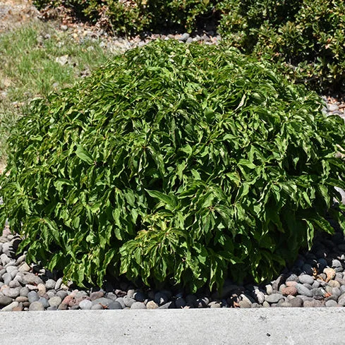 alsipnursery23473781