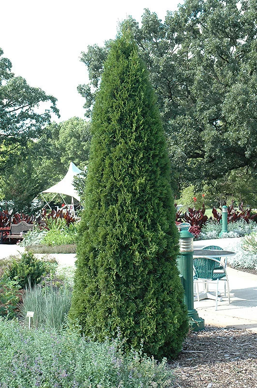 alsipnursery23473792