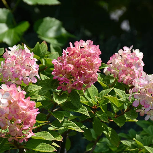 alsipnursery23473970