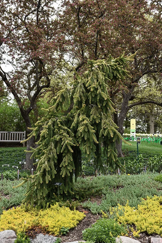 alsipnursery23474027