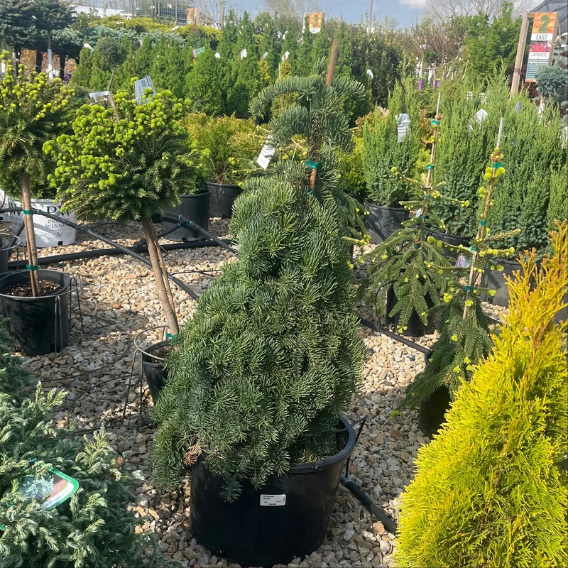 alsipnursery23474057