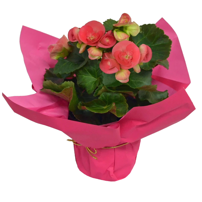 alsipnursery23474146