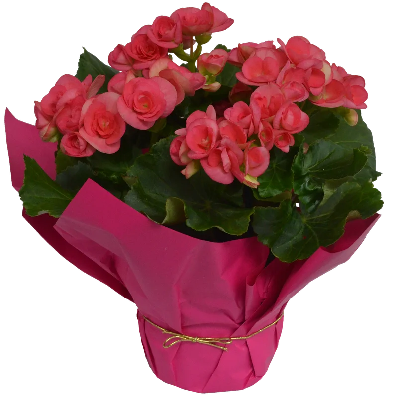 alsipnursery23474165