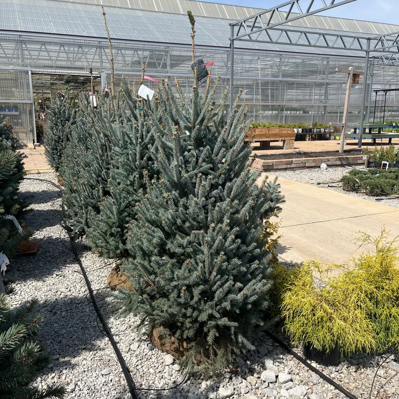 alsipnursery23474482