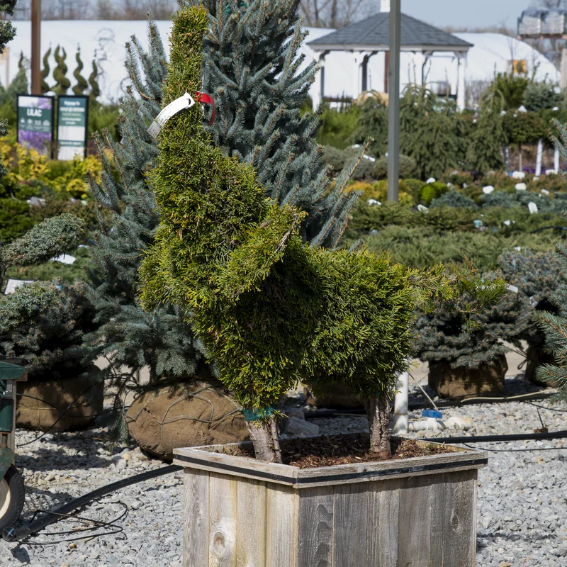 alsipnursery23474494