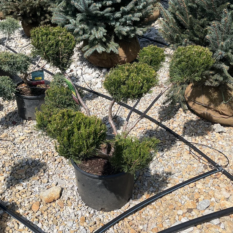 alsipnursery23474516