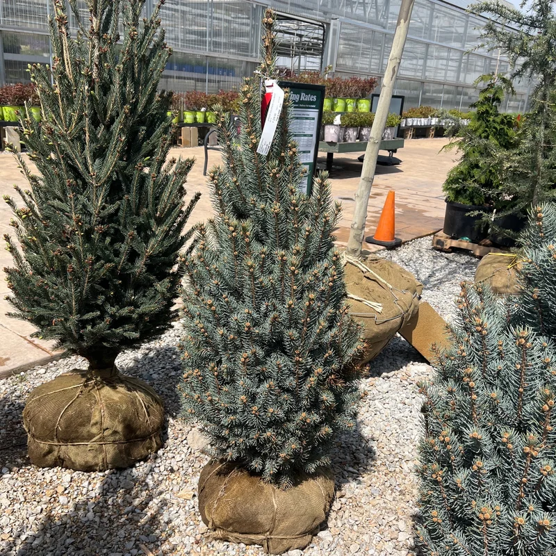 alsipnursery23474552
