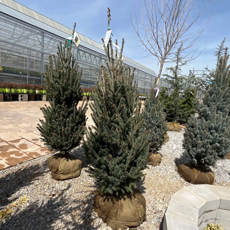 alsipnursery23474561