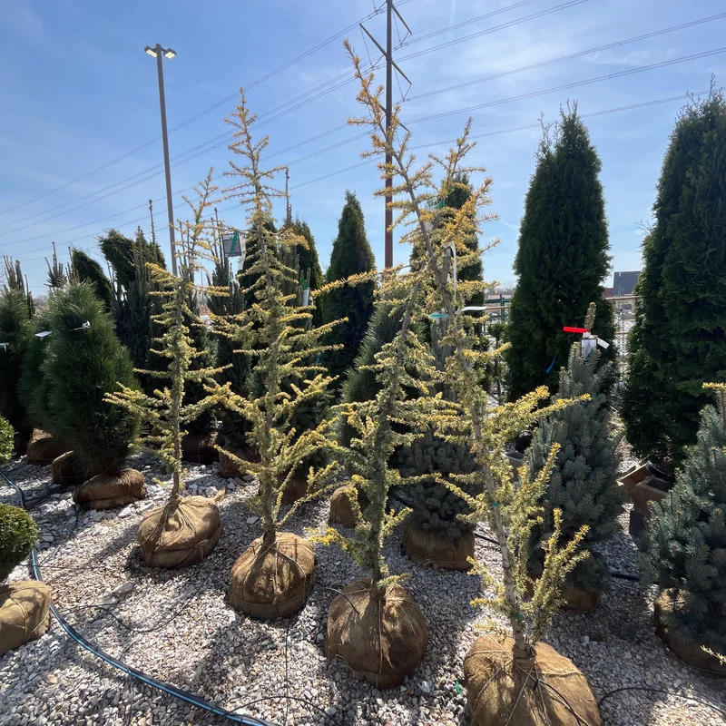 alsipnursery23474574