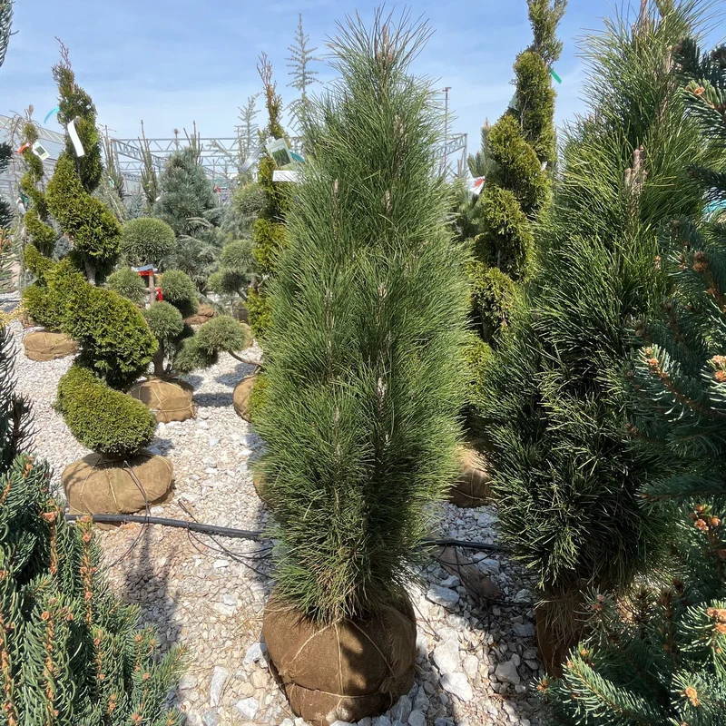 alsipnursery23474584