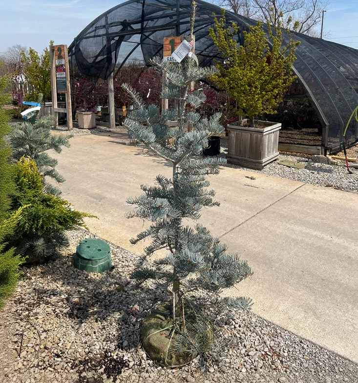 alsipnursery23474594