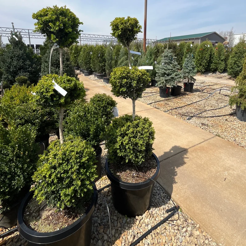 alsipnursery23474614