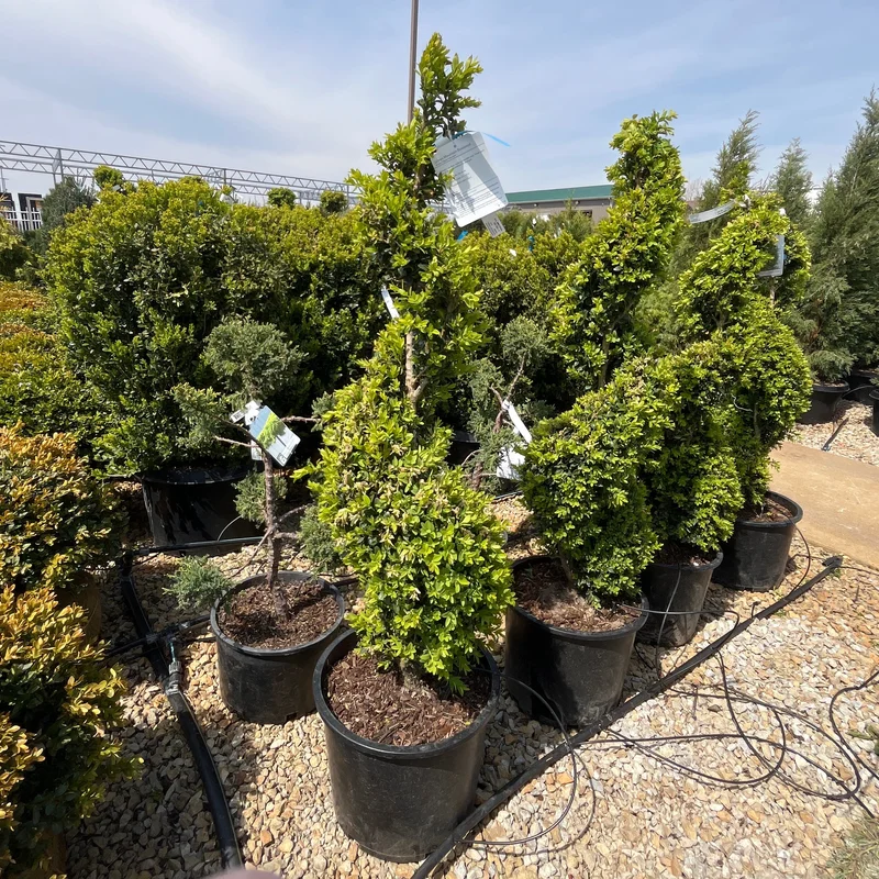 alsipnursery23474623