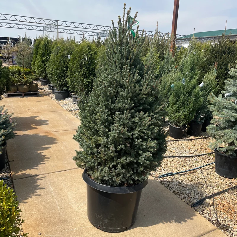 alsipnursery23474636