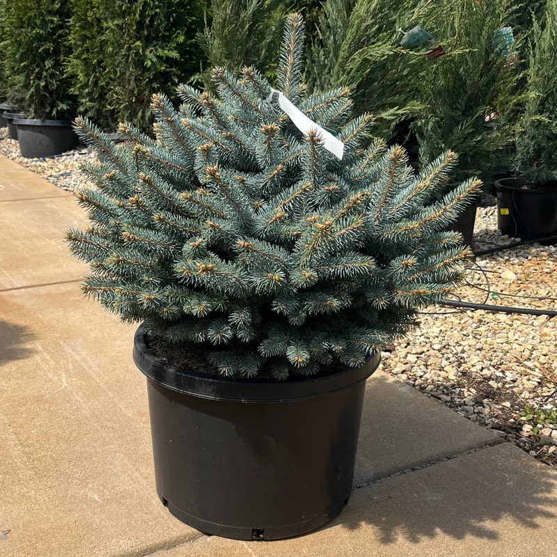 alsipnursery23474645