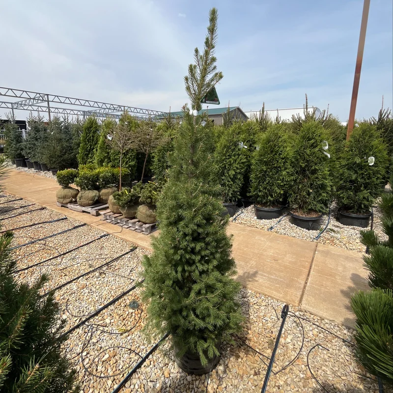 alsipnursery23474669