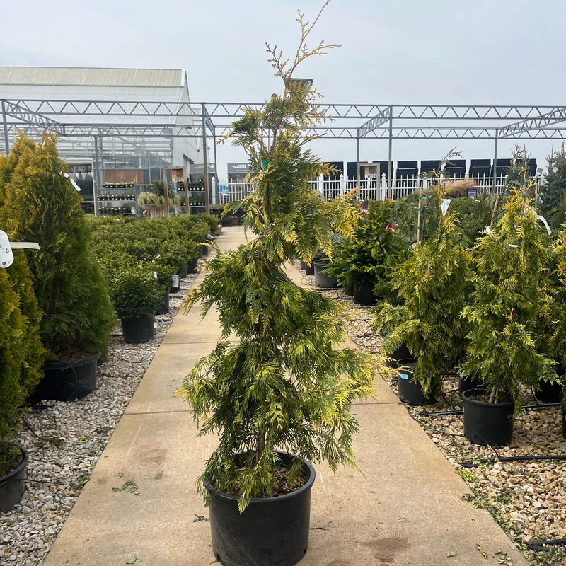 alsipnursery23474683