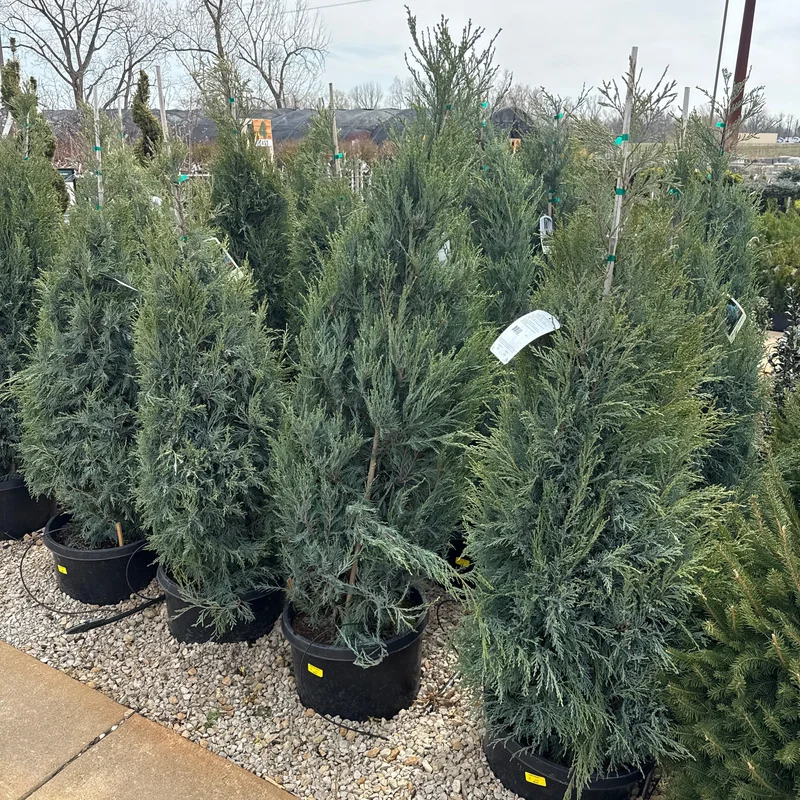alsipnursery23474705