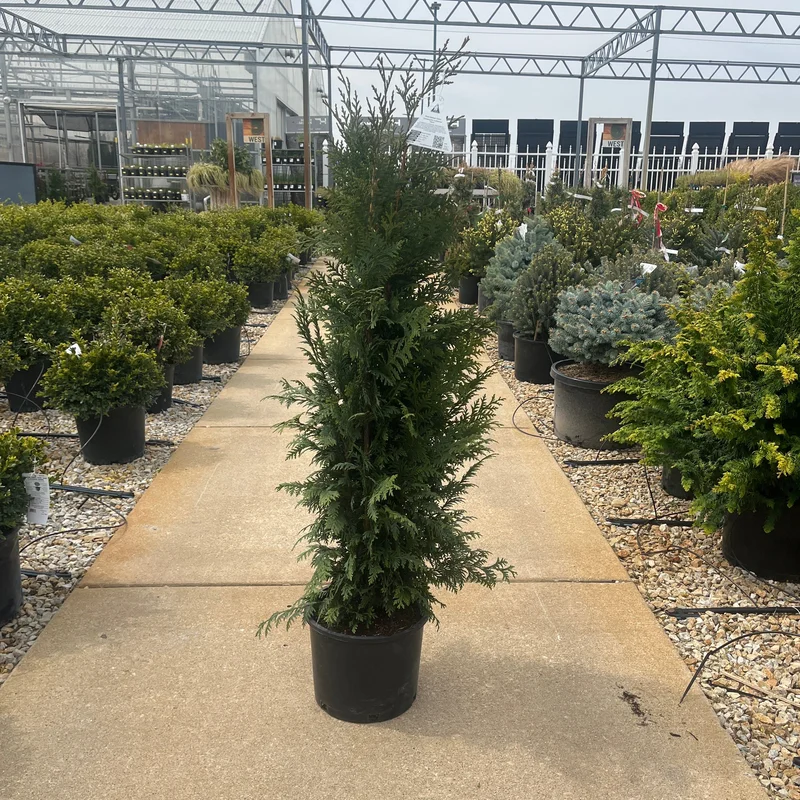 alsipnursery23474726