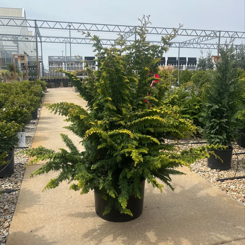 alsipnursery23474735