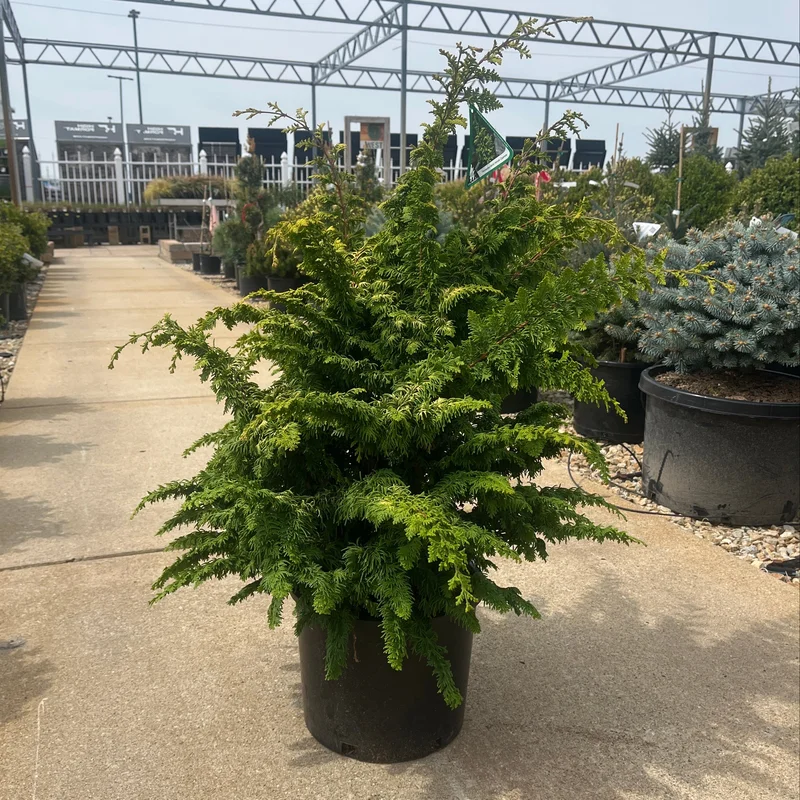 alsipnursery23474751