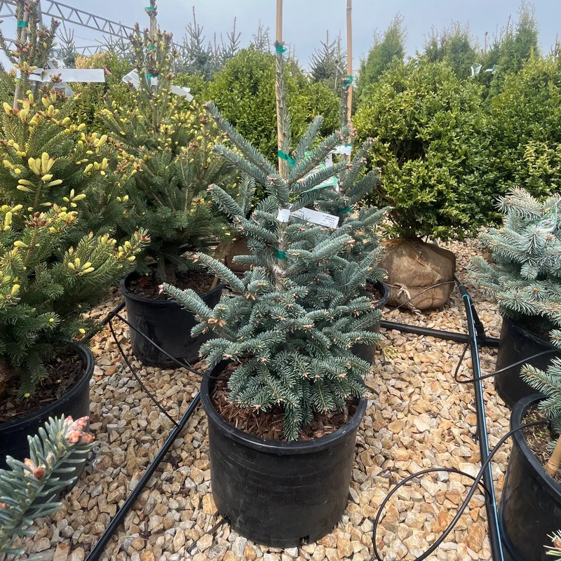 alsipnursery23474802
