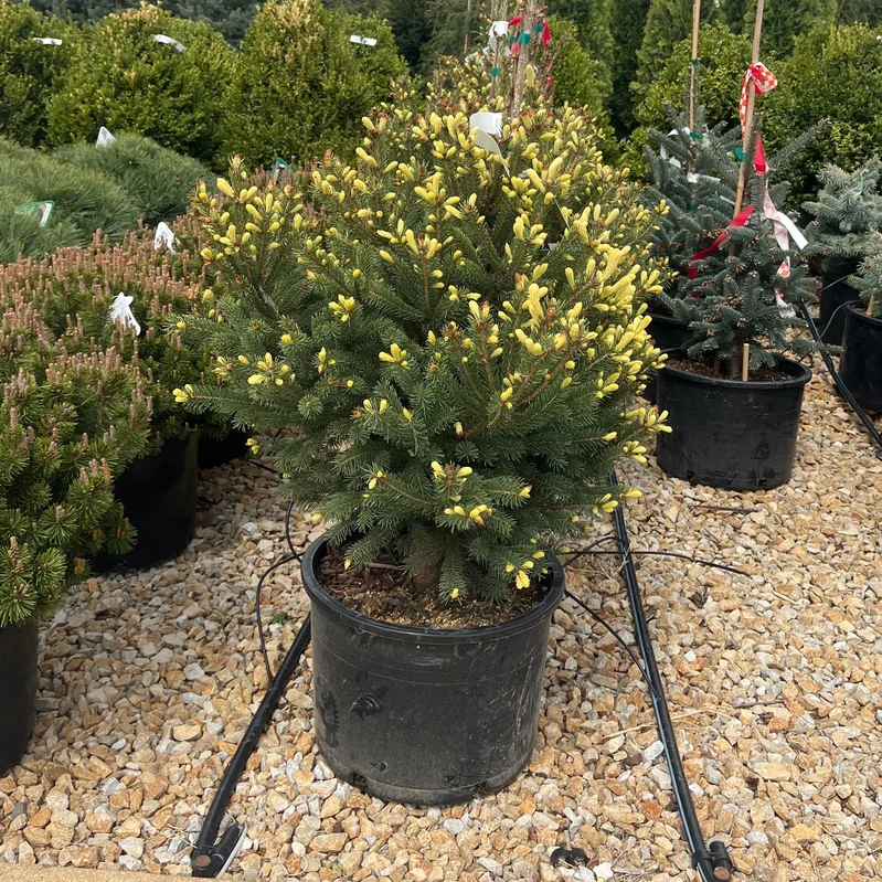 alsipnursery23474813