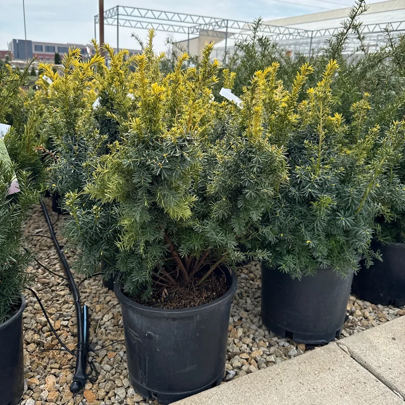 alsipnursery23474869