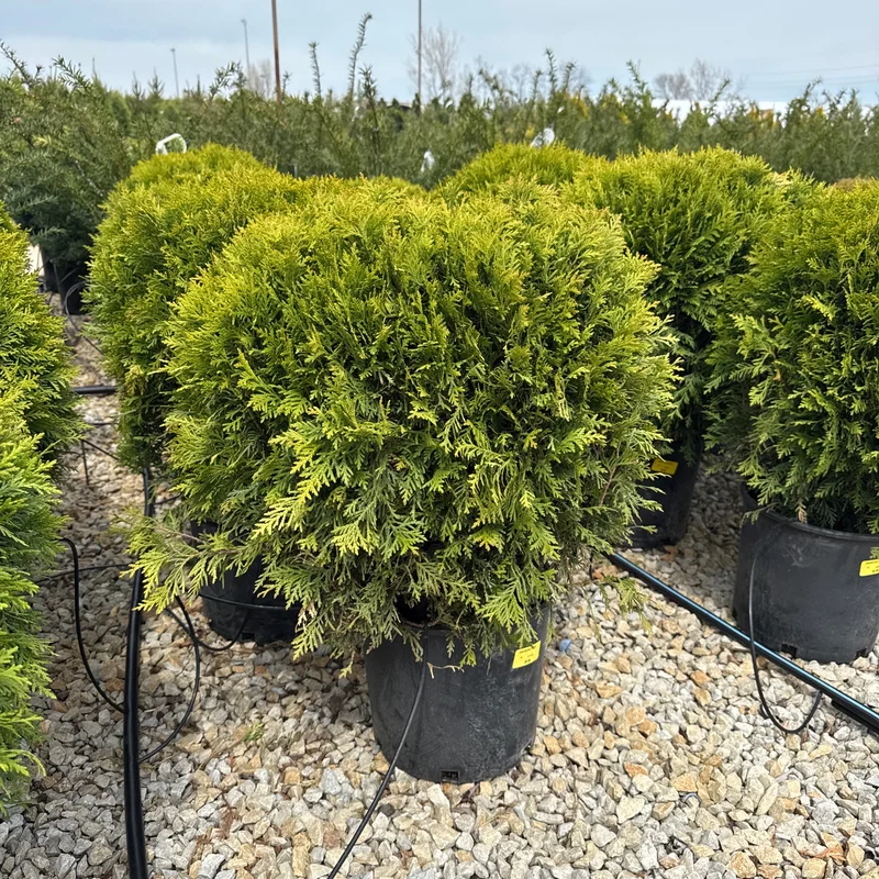 alsipnursery23474942