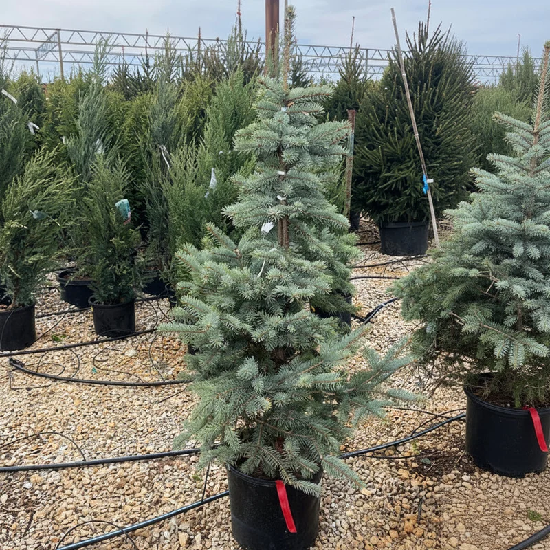 alsipnursery23474952